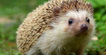 Еж расслаблялся во время водных процедур и порадовал сеть своей реакцией (видео)