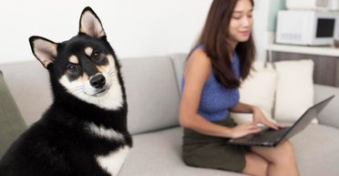 Четыре вещи, которые никогда нельзя делать с вашей собакой: советы ветеринара