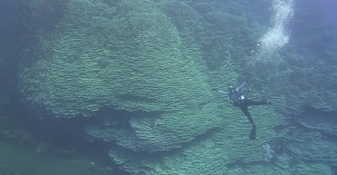 Йому не менше 2000 років: в океані знайдено найбільший у світі корал (відео)