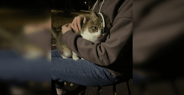 Бездомна кішка тиждень переслідувала жінку в парку: мережу розчулило те, що сталося потім (фото)