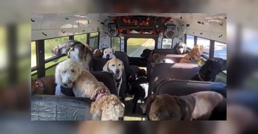 Собаки в автобусе устроили концерт по дороге в парк: после наступил сплошной дзен (видео)