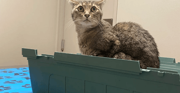 Кішка зникла на 5 тижнів, а потім господар почув стукіт у двері: що було далі (фото)