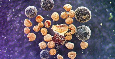 У Гренландії під 3-кілометровим льодом знайшли неможливе: там ріс мак, мох і навіть верби