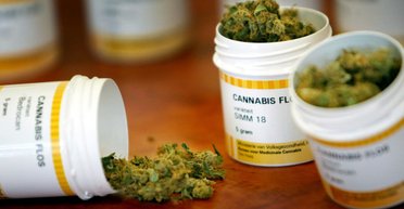 Штрих-код на кожен кущ: у Верховній Раді розповіли, як регулюватимуть виробництво канабісу