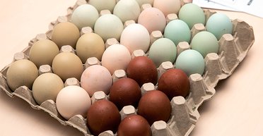 "О химии или краске здесь речь не идет": в Украине появились куры, которые несут цветные яйца