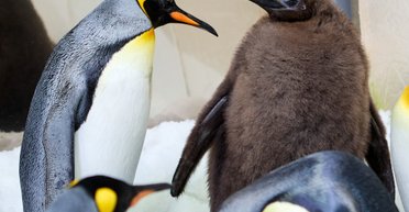 Незвично товсте пінгвіненя Песто стало зіркою соцмереж і магнітом для туристів (відео)