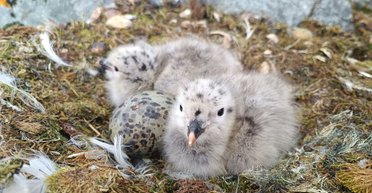 Украинские полярники показали птичий "бэби-бум" возле станции "Академик Вернадский" (фото)