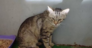 Полтора суток под завалами: из-под дома в Шевченковском районе Киева достали кота (фото)