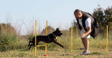 Этих собак легче всего дрессировать: эксперт назвал самые умные породы (фото)