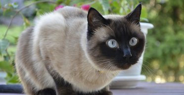 Поки смерть не розлучить. Топ-7 порід кішок-довгожителів