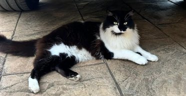 Кіт "воскрес" після того, як господарі заплатили за його кремацію (фото)