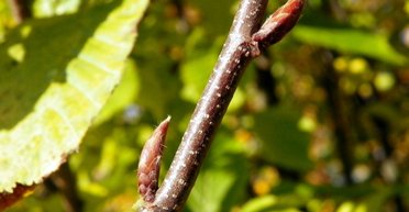 Особлива ставка: українка купила гілку граба на аукціоні за 1550 грн