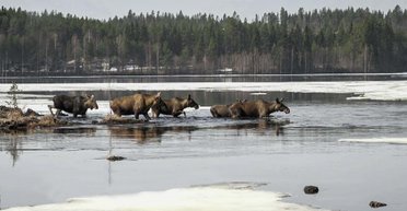 Трансляция идет уже три недели: миллионы людей смотрят на миграцию шведских лосей