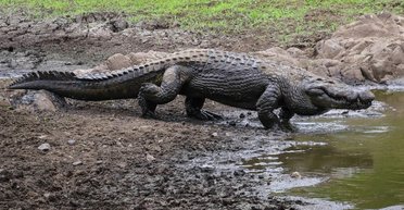 Був винен грошей: в Індії чоловік став "жертвою" крокодила заради виплати для сім'ї