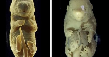 У лабораторії створили ембріон миші з шістьма кінцівками: навіщо це було потрібно