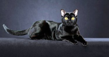 6 пород кошек, которые меньше всего линяют (фото)