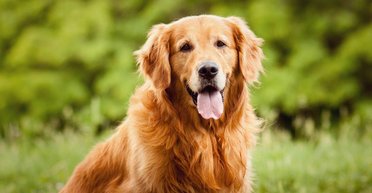 Самый голодный фанат бейсбола: ретривер стал звездой сети из-за интереса к хот-догу (видео)