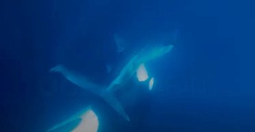 Дуже рідкісні кадри: косатка розірвала на частини китову акулу і з'їла її печінку (відео)