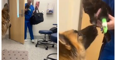 Наконец-то вместе: встреча мамы-собаки с ее щенком в ветклинике завирусилась в сети (видео)