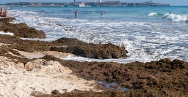 Токсичные водоросли захватили курортные пляжи Европы: растения вывозят десятками тонн