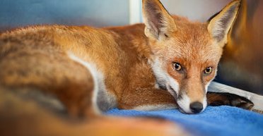 От почтового ящика до забора: детали невероятной истории спасения лисы (фото)