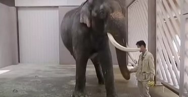 Слон впервые в мире сымитировал человеческую речь: какими были первые слова животного