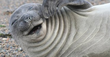 Украинские полярники показали, как хитрый тюлень обманул стаю голодных косаток (видео)