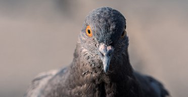 Фізики виявили унікальну особливість магнітного почуття у тварин