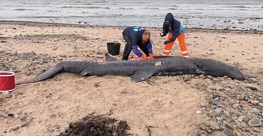 Огромные акулы выбрасываются на берег Шотландии: уже третьего гиганта обнаружили на берегу (фото)