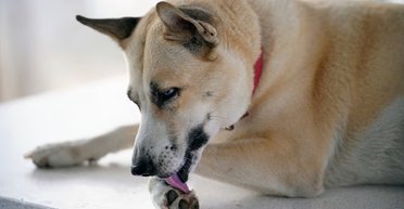 Раскрыта причина, по которой собаки облизывают лапы: дело вовсе не в чистоплотности