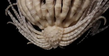 Біля Антарктиди виявили нову морську істоту з 20 "руками": назвали на честь полуниці (фото)