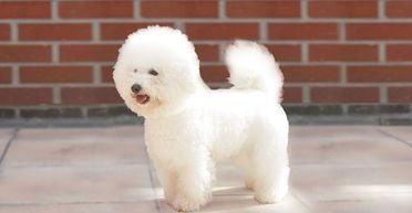 Справжня вірність: вчинок пса на похороні господаря змусив всіх розплакатися (фото)