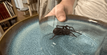 Жінка повернулася з відпочинку і знайшла у своїй валізі "непрошеного гостя" (фото)