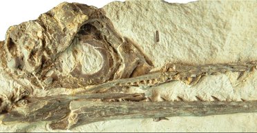 Пережившие динозавров: ученые выяснили, почему птицы уцелели во время массово вымирания