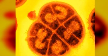 Знайдено безсмертного Конана: він з'їдає радіацію на сніданок і купається в кислоті