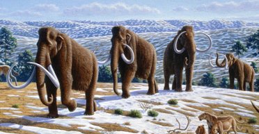 Схожі на слонів вимерлі тварини: у чому різниця між мастодонтом і мамонтом (фото)
