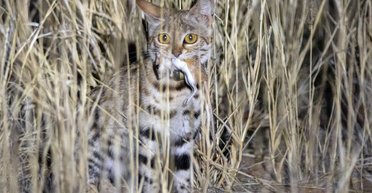 2-килограммовый комок захватывает чужие норы: названа самая смертоносная кошка в мире