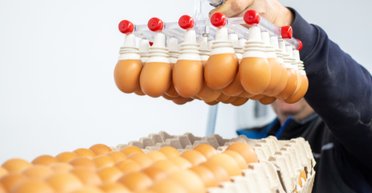 Яйця великі та маленькі: навіщо в Україні запровадять нову класицикафію яєць