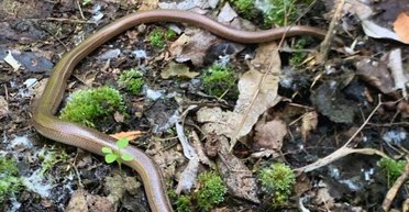 Не имеет ног: в Чернобыльском заповеднике заметили редкую ящерицу