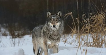 Волки загнали уклониста на дерево на границе с Молдовой: мужчину отбивали пограничники