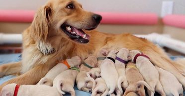 Щеня обійшло "конкурентів" з виводка й одним вчинком завоювало серця пари (відео)