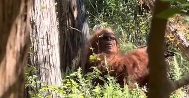 "Это лучшее доказательство": шуточное видео со снежным человеком стало вирусным в соцсетях