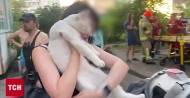 Оказался в эпицентре взрыва: в Киеве из поврежденной обломками ракеты квартиры спасли кота (видео)