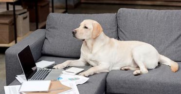 Чоловік повернувся додому, але не був готовий до того, чим займається його пес (фото)