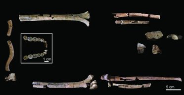 Странные руки: обнаружен самый полный скелет предка человека, жил 2 млн лет назад (фото)