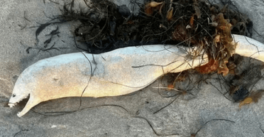 Порівнюють із Лох-Неським чудовиськом: викинута на берег морська істота налякала людей