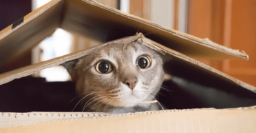 Женщина по ошибке отправила посылку, которая издавала звуки: в дело вмешалась полиция