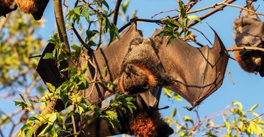 Ученые выяснили, какие вирусы с наибольшей вероятностью спровоцируют следующую пандемию