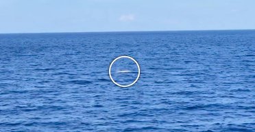 Настоящий Моби Дик. У берегов Карибского моря обнаружили редкого белого кашалота (видео)