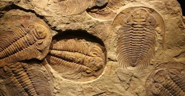 Масове вимирання на Землі 500 млн років тому: з'ясувалося, що вбило половину тварин